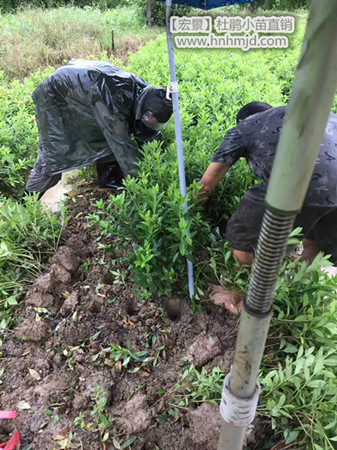 征地急处理100万湖南春鹃小苗-湖南杜鹃小苗找小龚-急卖！！急卖