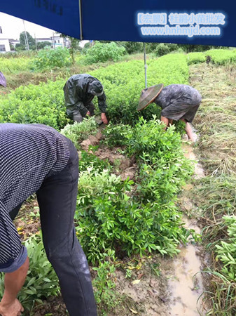 杜鹃小苗，湖南春鹃小苗，湖南杜鹃小苗，湖南杜鹃价格