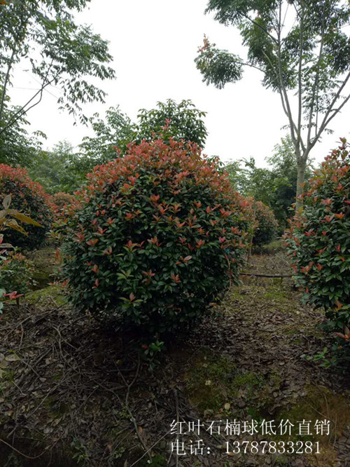 专供红叶石楠球-优惠红叶石楠价格-宏景