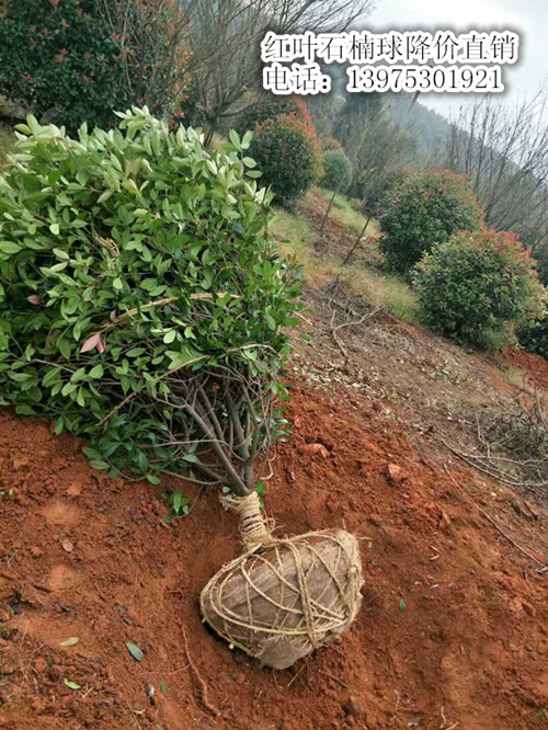 红叶石楠小苗，湖南红叶石楠球，湖南红叶石楠价格