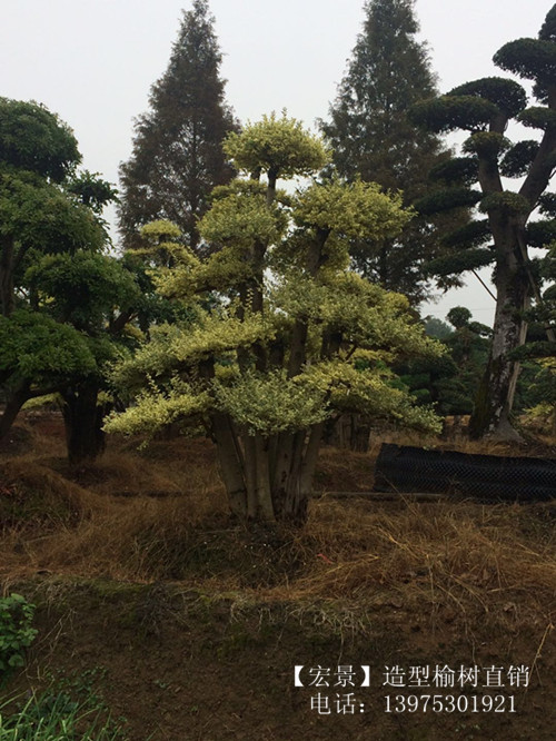 造型榆树苗木，湖南造型榆树，精品造型榆树，湖南榔榆价格