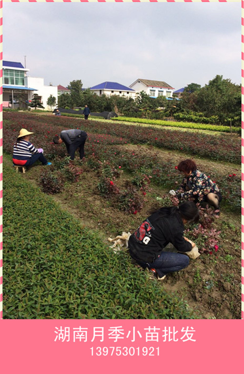 月季小苗，湖南月季小苗价格，浏阳月季小苗，月季小苗基地