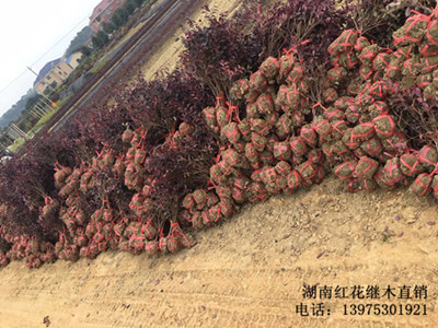 红花继木小苗，红花继木树桩，湖南红花继木价格，湖南红花继木盆景，长沙红花继木基地，跳马红花继木杯苗