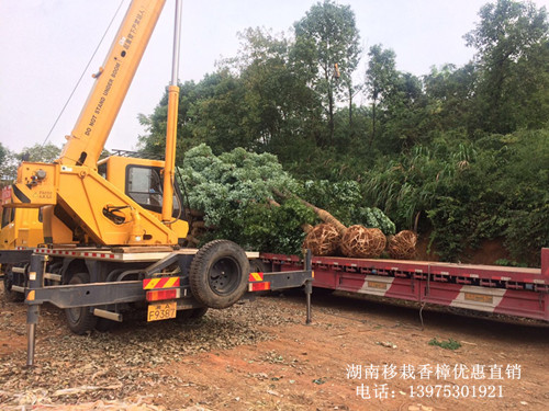 移栽香樟，湖南香樟价格，长沙香樟苗圃，跳马香樟基地