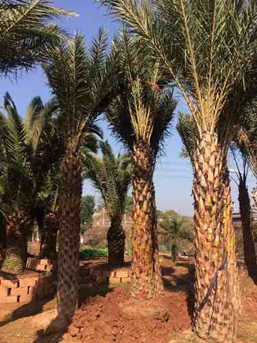 湖南宏景苗木花木基地，浏阳苗木，湖南花木，移栽香樟，湖南香樟，湖南紫薇，湖南桂花价格