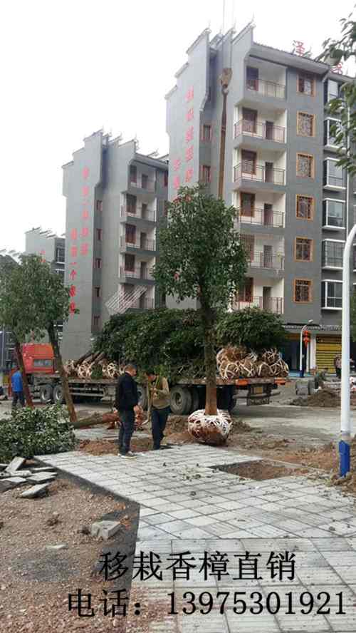 移栽香樟，湖南香樟价格，刘阳移栽香樟，长沙香樟苗圃