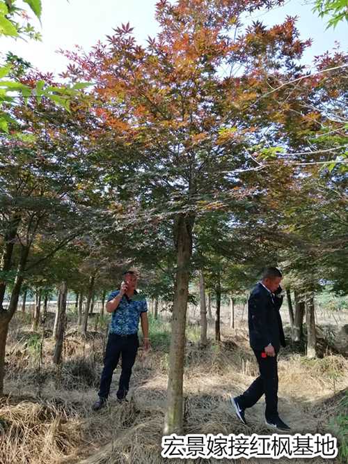 湖南红枫，浏阳红枫苗圃，湖南嫁接红枫，浏阳红枫价格，长沙红枫基地