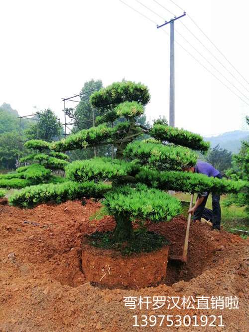 罗汉松苗圃，造型罗汉松价格，湖南罗汉松基地，浏阳造型罗汉松