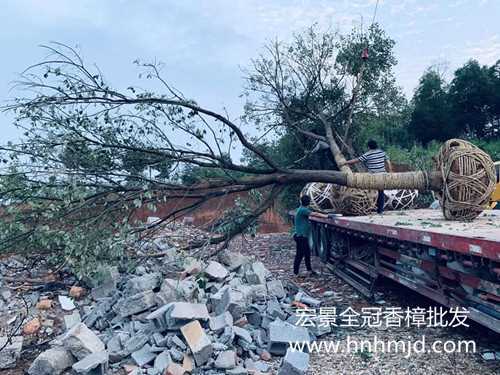 长沙全冠香樟基地，跳马香樟苗圃，湖南香樟价格