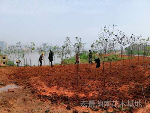 湖南宏景苗木花木基地，浏阳苗木，湖南花木，移栽香樟，全冠湖南香樟，湖南紫薇，湖南桂花价格