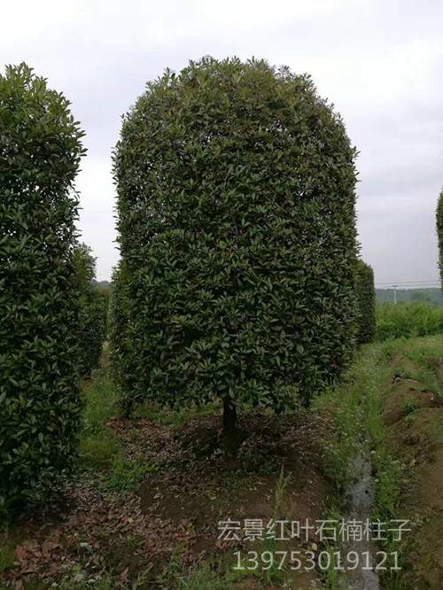 精品红叶石楠苗木，湖南红叶石楠球，长沙红叶石楠基地，跳马红叶石楠小苗，湖南红叶石楠价格