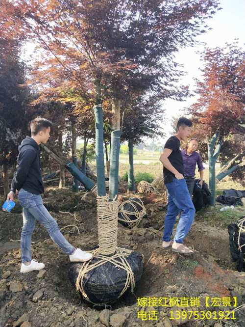 湖南宏景苗木花木基地，浏阳苗木，湖南花木，移栽香樟，全冠湖南香樟，湖南紫薇，湖南桂花价格