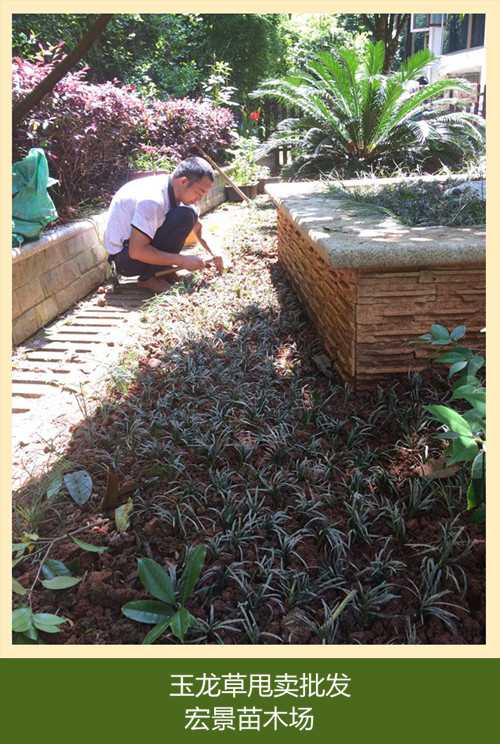 湖南宏景苗木花木基地，浏阳苗木，湖南花木，移栽香樟，全冠湖南香樟，湖南紫薇，湖南桂花价格