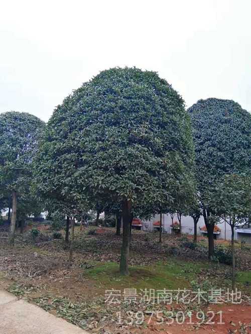 湖南宏景苗木花木基地，浏阳苗木，湖南花木，移栽香樟，全冠湖南香樟，湖南紫薇，湖南桂花价格