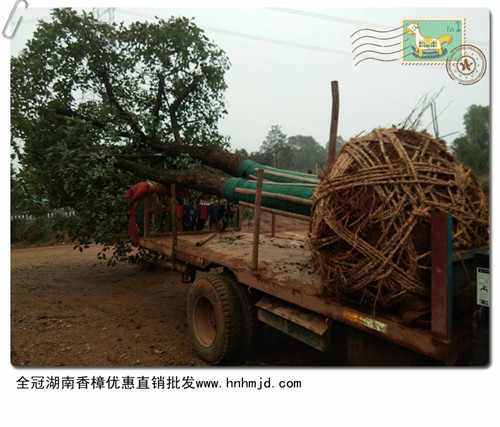 移栽香樟，浏阳全冠香樟基地，浏阳移栽香樟苗圃-宏景苗木场