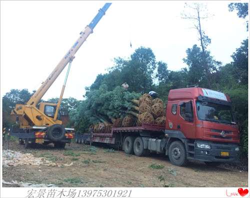 湖南香樟价格，浏阳全冠香樟，湖南移栽香樟，香樟苗圃-宏景苗木场