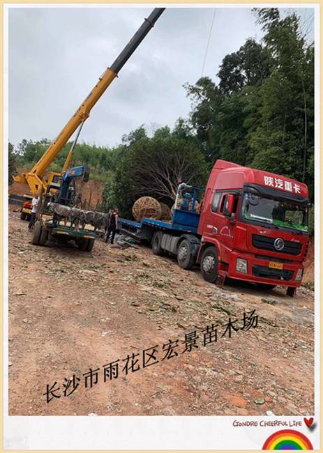 湖南多杆桂花树，湖南精品桂花价格，长沙跳马桂花树-宏景苗木场