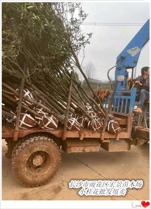 湖南桂花价格，湖南精品桂花树，湖南桂花树批发-宏景苗木场