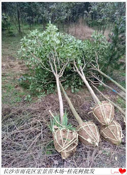 湖南桂花价格，湖南精品桂花树，湖南桂花树批发-宏景苗木场