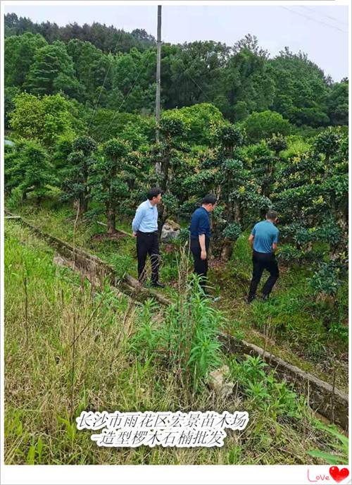 湖南椤木石楠基地，造型椤木石楠苗木，椤木石楠价格-宏景苗木场