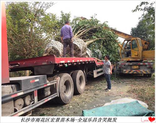 全冠乐昌含笑价格，湖南乐昌含笑苗圃，移栽乐昌含笑-宏景苗木场