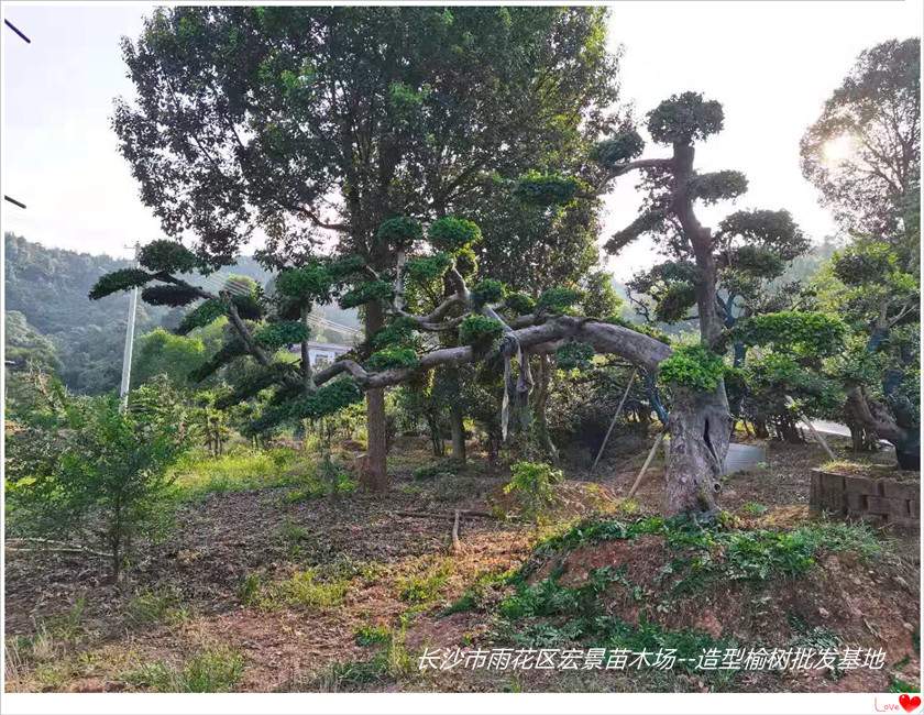 湖南榆树价格，浏阳造型榆树，湖南造型榆树苗圃--宏景苗木场