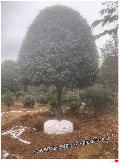 湖南红枫价格，湖南桂花价格，浏阳嫁接红枫，浏阳桂花价格--宏景苗木场