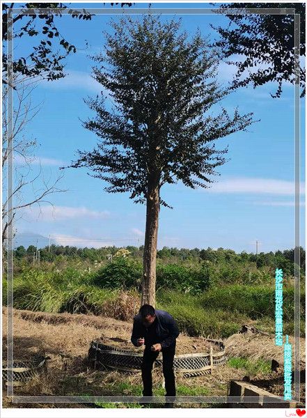 湖南紫薇价格，湖南红枫价格，湖南嫁接紫薇，长沙跳马紫薇苗圃，浏阳紫薇基地--宏景苗木场