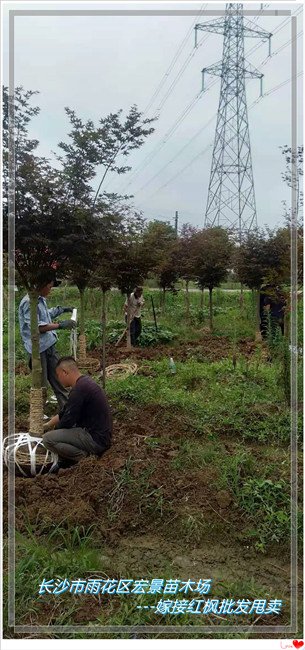 湖南红枫价格，湖南紫薇价格，长沙跳马红枫，浏阳嫁接红枫，红枫价格苗圃---长沙市雨花区宏景苗木场