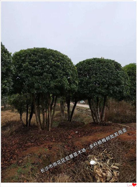 造型杨梅树价格，湖南丛生杨梅树，浏阳椤木石楠-宏景苗木场
