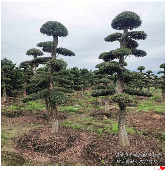 造型榆树批发，湖南造型榆树基地，浏阳多杆造型榆树-宏景轩苗木合作社