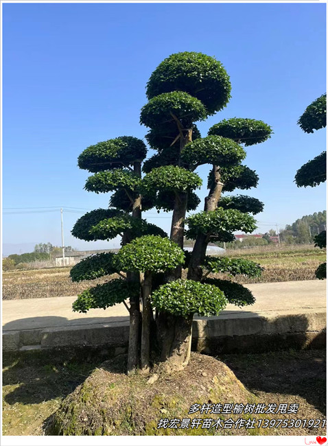 造型榆树批发，湖南造型榆树基地，浏阳多杆造型榆树-宏景轩苗木合作社