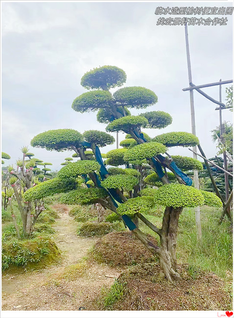 湖南临水造型榆树，长飘造型榆树价格-宏景轩苗木合作社