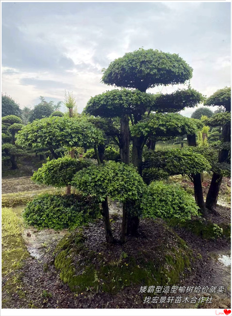 造型榆树批发，湖南造型榆树基地，浏阳多杆造型榆树-宏景轩苗木合作社