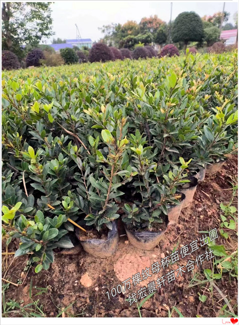 浏阳纹母杯苗，湖南纹母小毛球，纹母小苗基地-宏景轩苗木合作社