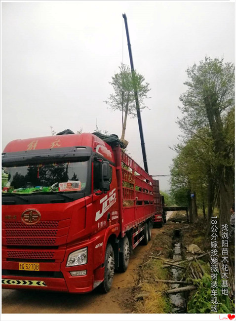 湖南嫁接紫薇树，浏阳紫薇价格，多杆丛生紫薇苗圃-宏景轩苗木合作社