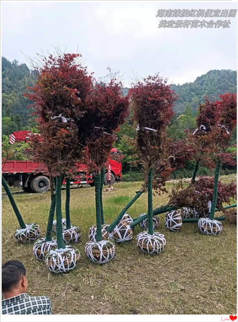 嫁接红枫，湖南多杆红枫，浏阳丛生嫁接红枫找宏景轩苗木合作社