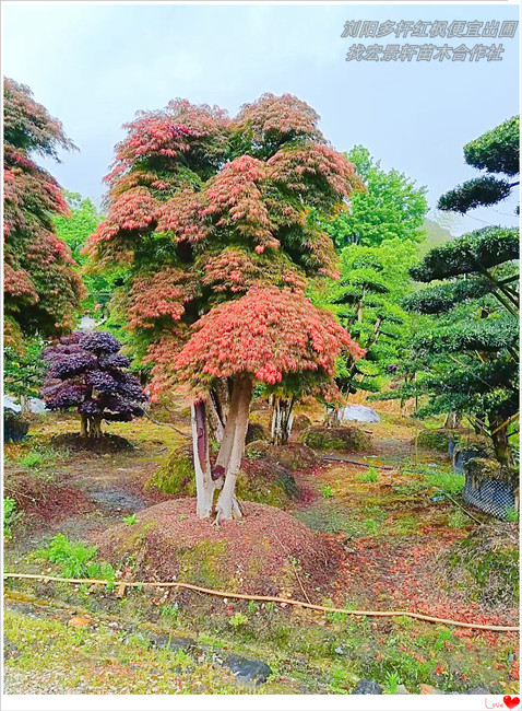 嫁接红枫，湖南多杆红枫，浏阳丛生嫁接红枫找宏景轩苗木合作社