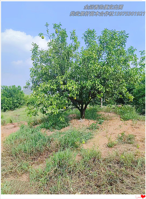 多杆丛生香泡树,湖南全冠香泡树,浏阳移栽柚子树找宏景轩