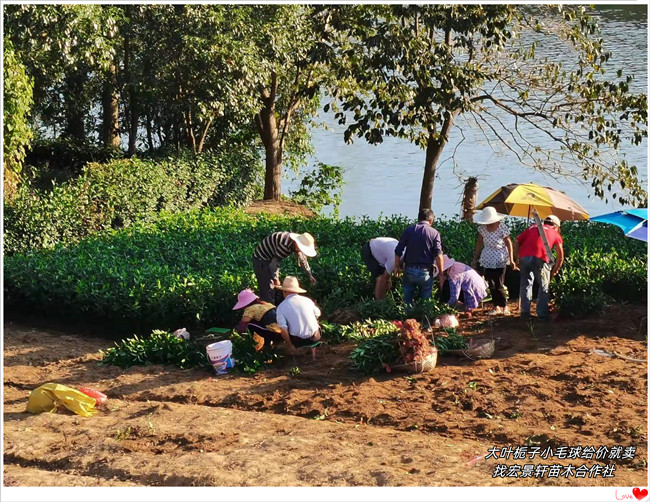 大叶栀子杯苗，湖南大叶栀子小毛球，浏阳大叶栀子价格-宏景轩