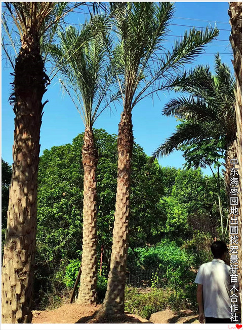 湖南中东海枣，浏阳海枣苗圃，中东海枣价格-宏景轩苗木合作社