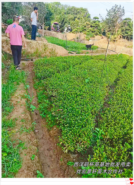 西洋鹃杯苗，湖南西洋鹃价格，浏阳比利时杜鹃-宏景轩苗木合作社