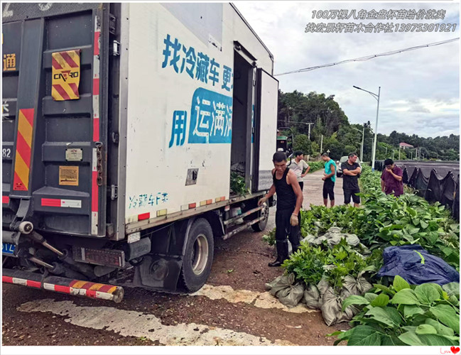 八角金盘杯苗,湖南八角金盘价格-宏景轩苗木合作社