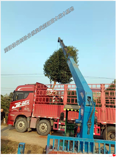 湖南桂花树价格，多杆丛生桂花树，桂花树批发-宏景轩苗木合作社