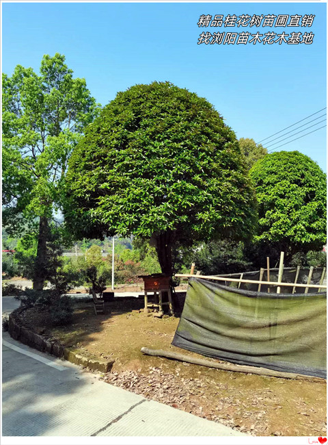 浏阳桂花树价格，精品桂花树苗圃，丛生桂花树-宏景轩苗木合作社