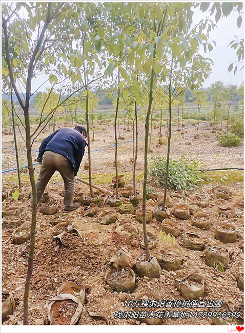 湖南香樟树，全冠香樟价格，浏阳香樟袋苗-宏景轩苗木合作社