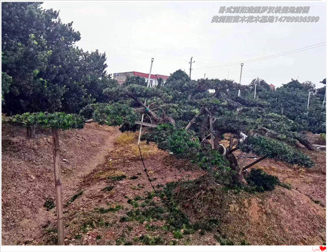 卧式浏阳造型罗汉松，临水造型罗汉松-宏景轩苗木合作社