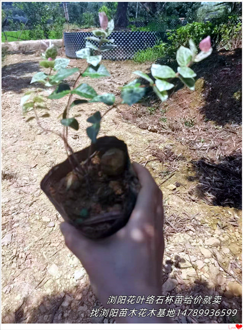 浏阳花叶络石杯苗,柏加花叶络石价格-宏景轩苗木合作社