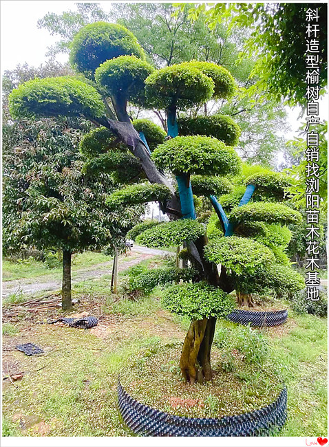 浏阳造型榆树价格，湖南长飘造型榆树-宏景轩苗木合作社