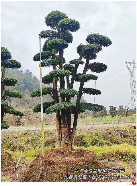 大飘枝湖南造型榆树,云片型浏阳造型榆树-宏景轩苗木合作社